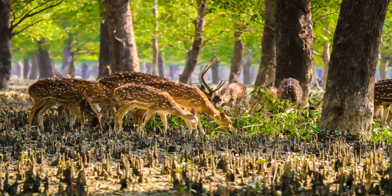 Sundarban Nature Club – Sundarban, North Bengal, Purulia, Darjeeling ...